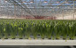 Afbeelding van Hort Americas en Hortiplan bundelen krachten voor lancering Mobiele Goten Systeem in Noord-Amerika