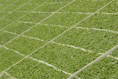 Horticoop participaties