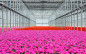 Afbeelding van Uitnodiging: Deep-dive Circulaire tuinbouw bij Emsflower